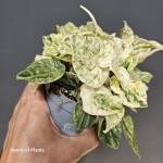 Peperomia variegata 'Bueos Aires'