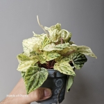 Peperomia variegata 'Bueos Aires'