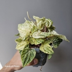 Peperomia variegata 'Bueos Aires'
