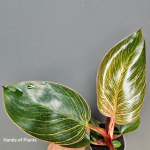 Philodendron Birkin Pink