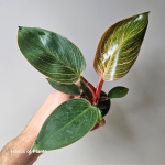 Philodendron Birkin Pink
