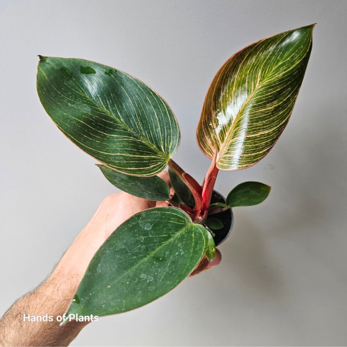 Philodendron Birkin Pink
