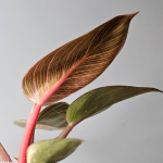Philodendron Birkin Pink