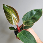 Philodendron Birkin Pink