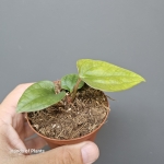 Anthurium papillilaminum x luxurians