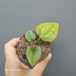 Anthurium papillilaminum x luxurians