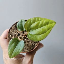Anthurium papillilaminum x luxurians