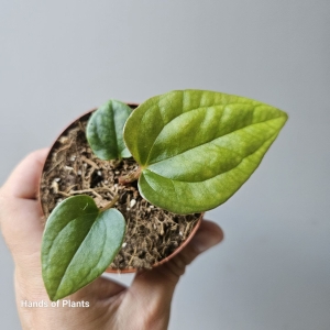 Anthurium papillilaminum x luxurians