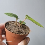 Anthurium papillilaminum x luxurians