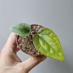 Anthurium papillilaminum x luxurians