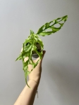 Monstera oblique Peru