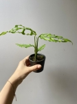 Monstera oblique Peru
