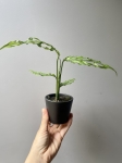 Monstera oblique Peru