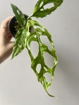 Monstera oblique Peru