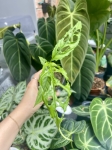 Monstera oblique Peru