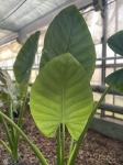 Alocasia Opal Beauty starsza roślina