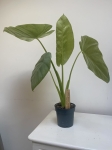 Alocasia Opal Beauty L