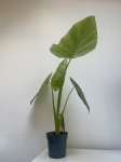 Alocasia Opal Beauty L