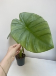 Alocasia Opal Beauty L