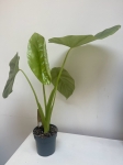 Alocasia Opal Beauty L