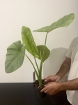 Alocasia Opal Beauty L