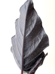 Alocasia Antoro Velvet - XL