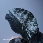 Alocasia Antoro Velvet S