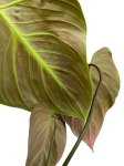 Philodendron El Choco Red - zdjęcie poglądowe gatunku