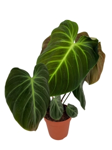 Philodendron El Choco Red - M (1)