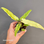 Alocasia Lauterbachiana aurea variegata