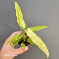 Alocasia Lauterbachiana aurea variegata