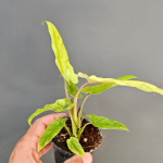 Alocasia Lauterbachiana aurea variegata