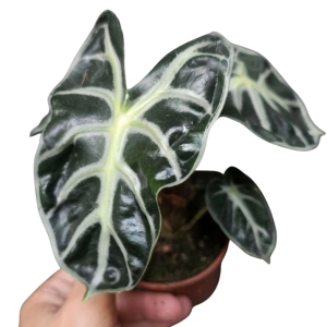 Alocasia balloon heart