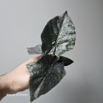 Alocasia antoro Velvet 1.jpg