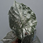 Alocasia antoro Velvet 2.jpg