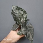 Alocasia antoro Velvet 3.jpg