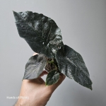 Alocasia antoro Velvet 5.jpg