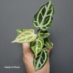 Anthurium Crystal Hope