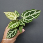 Anthurium Crystal Hope