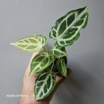 Anthurium Crystal Hope