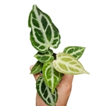 Anthurium Crystal Hope