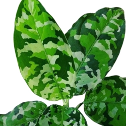 Aglaonema pictum Tricolor
