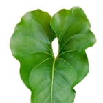 Anthurium Ferrierense Crisped poglądowe zdjęcie odmiany