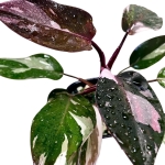 Philodendron Red Anderson poglądowe zdjęcie odmiany