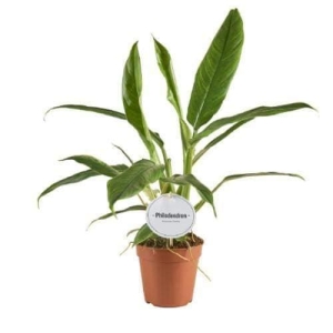 Philodendron holtonianum trilobe - cięty węzeł