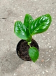 Ukorzeniona monstera aureopinnata