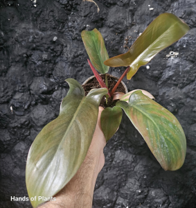 Philodendron Spanish Guitar / Florida Bronze