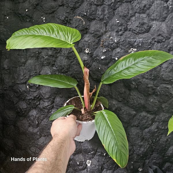 Philodendron rugapetiolatum