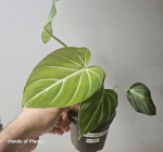 Philodendron gloriosum 'Zebra'