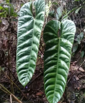 Anthurium recavum